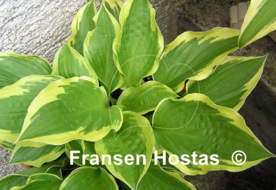 Hosta Bobbie Sue